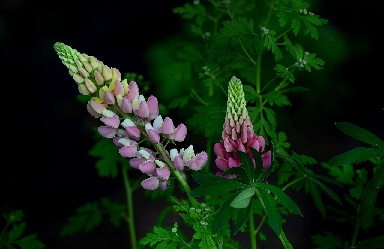 How Biodiversity Supports a Healthy Ecosystem